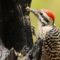 Lunch with a ladder-backed woodpecker