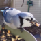 Blue jay goes nuts.