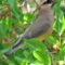 Cedar Waxwing at the Mulberry Cafe
