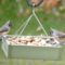 Tufted Titmouse Lunch Date
