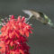 Ruby-throated Hummingbird at a Cardinal flower.