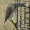 Red-shafted/Yellow-shafted interbred Northern Flicker
