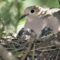 Mother Mourning Dove With 2 Newly Hatched Babies