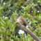 Little Brown Bird In The Big Oak Tree