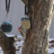 Red Bellied Woodpecker enjoying the suet