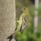 Lesser goldfinch at nyjer seed feeder