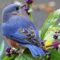 Male Eastern Bluebird on a Beautyberry Bush