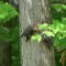 Red Belly woodpecker feeding his young