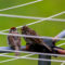 Chipping Sparrows on the clothesline.