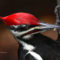 Mr. Pileated Woodpecker