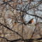Robin in Tree Branches