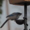 Scrub jay going for meal worms