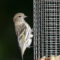 Pine Siskins at the feeders
