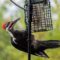 Pileated Snacktime!