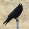 Raven Waiting Near the Suet Feeder