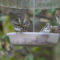 Pine Siskins at the trough