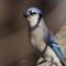 Blue Jay Portrait