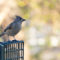 Tufted Titmouse at new Feeder