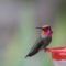 Male Anna’s Hummingbird