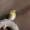 American Goldfinch pondering his next move