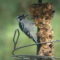 Woodpecker snack time