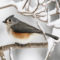 Tufted titmouse in the snow