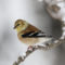 American goldfinch in the snow