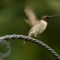 Hummingbird on the Wing