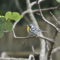 Yellow-Throated Warbler returns!