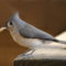 Tufted Titmouse with nut