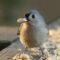 Tufted Titmouse with peanut