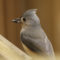 Tufted Titmouse wih seed