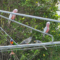 Backyard bird meeting