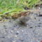 One leg white throated sparrow