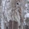 Barred Owl at bird feeders