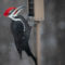 Male Pileated During a Snowfall