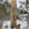 Hungry Finches