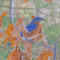 Eastern Bluebird male