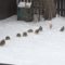 Winter Gray Partridges