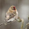 Common Redpoll enjoying the old contorted filbert.