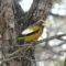 Evening Grosbeaks visit my yard after a 19 year absence
