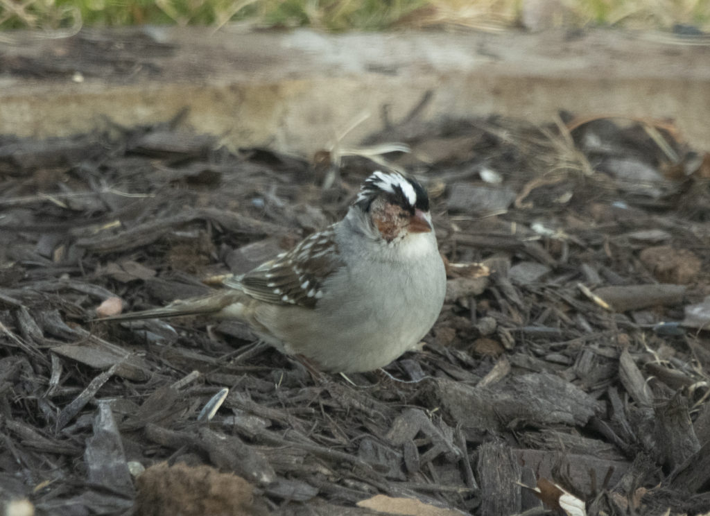 White-crowned Sparrow Identification, All About Birds, Cornell Lab of  Ornithology