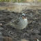 Diseased eye/cheek White-Crowned Sparrow