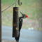 Pileated Woodpecker on the Suet Feeder