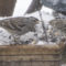 Bird disagreement at the feeder