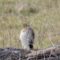 Immature sharp-shinned  hawk