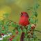 Cardinal n fall berries