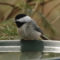Carolina Chickadee on bird bath