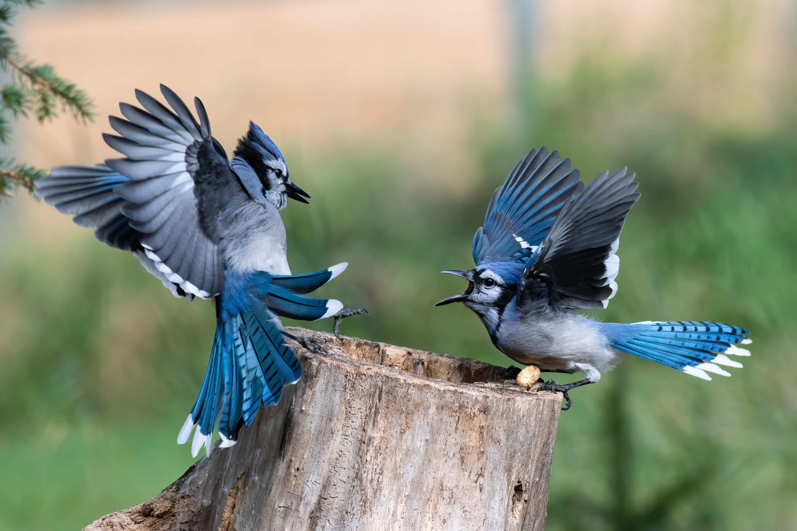 two blue jays with wings raised, perched on a small stump