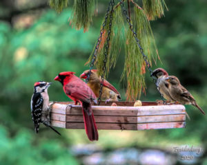five birds at a hanging platform feeder